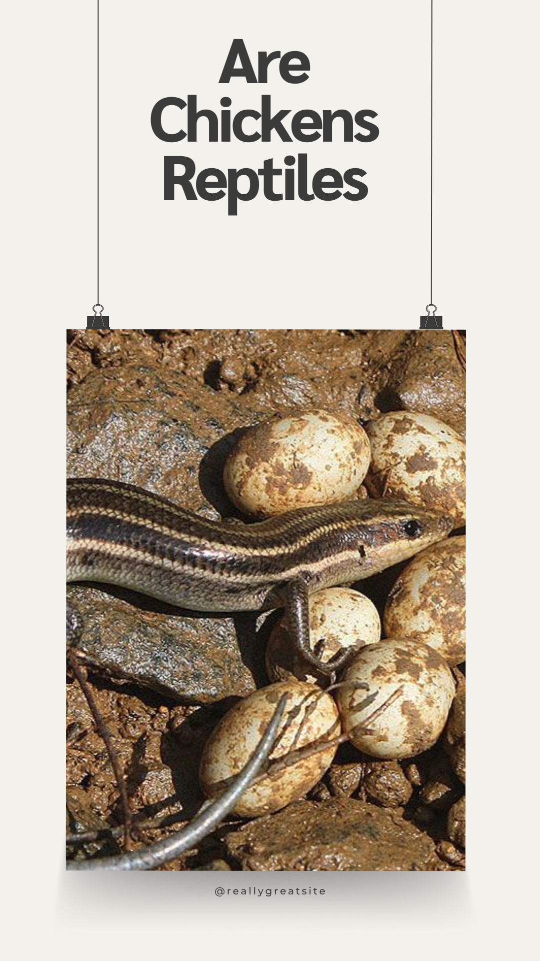 Are Chickens Mammals? 11 Are Chickens Reptiles