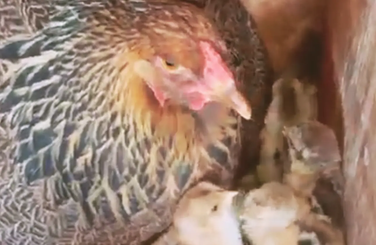 Blue Partridge Brahma Chicken Broody