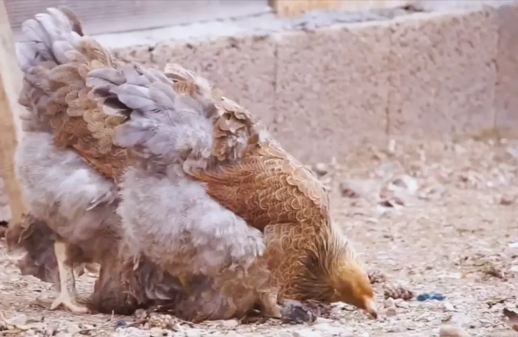 Blue Partridge Brahma Chicken