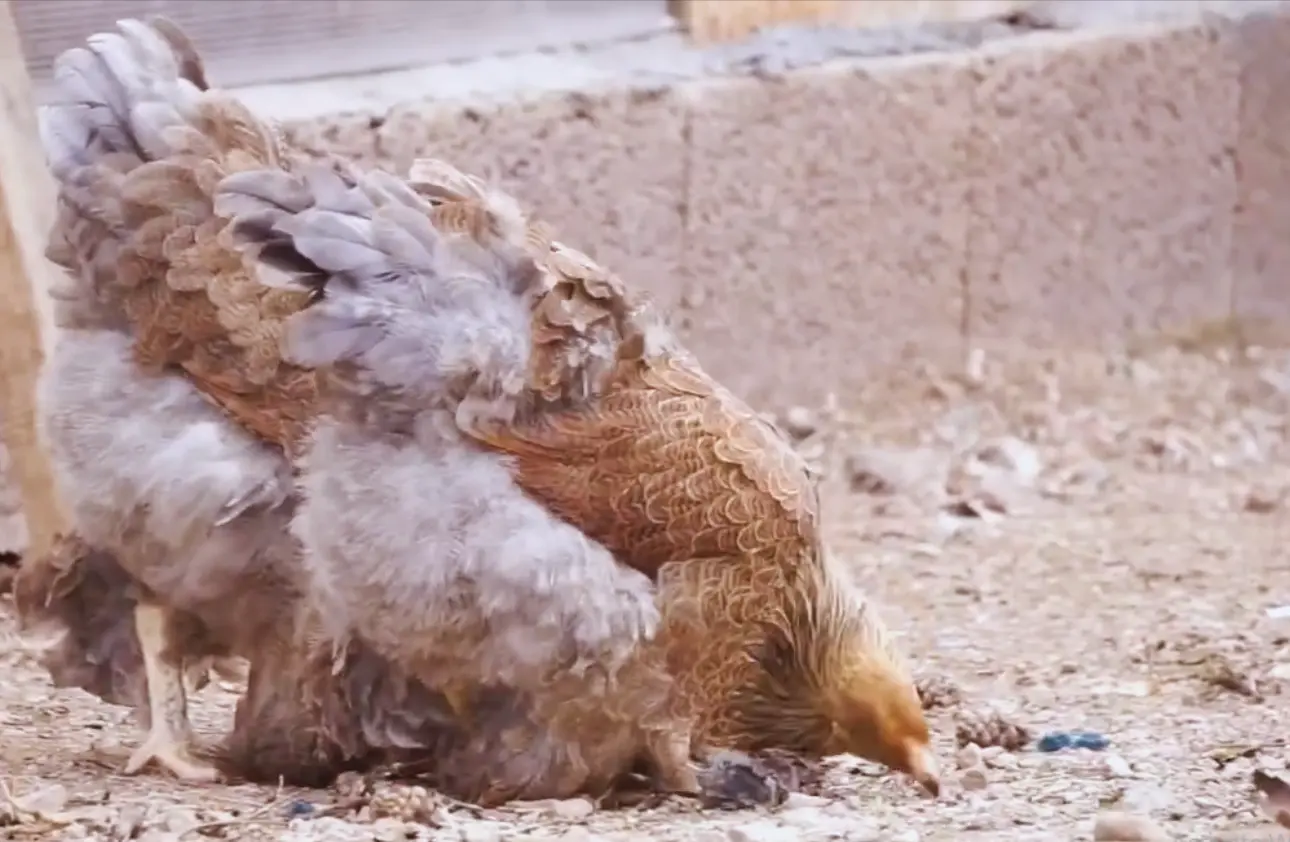 Blue Partridge Brahma Chicken