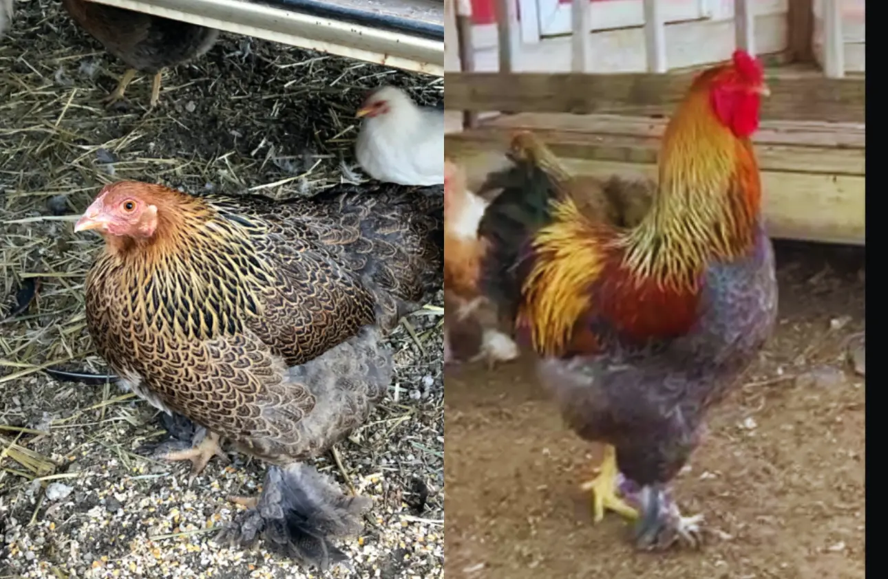 Blue Partridge Brahma Rooster and Hen 2