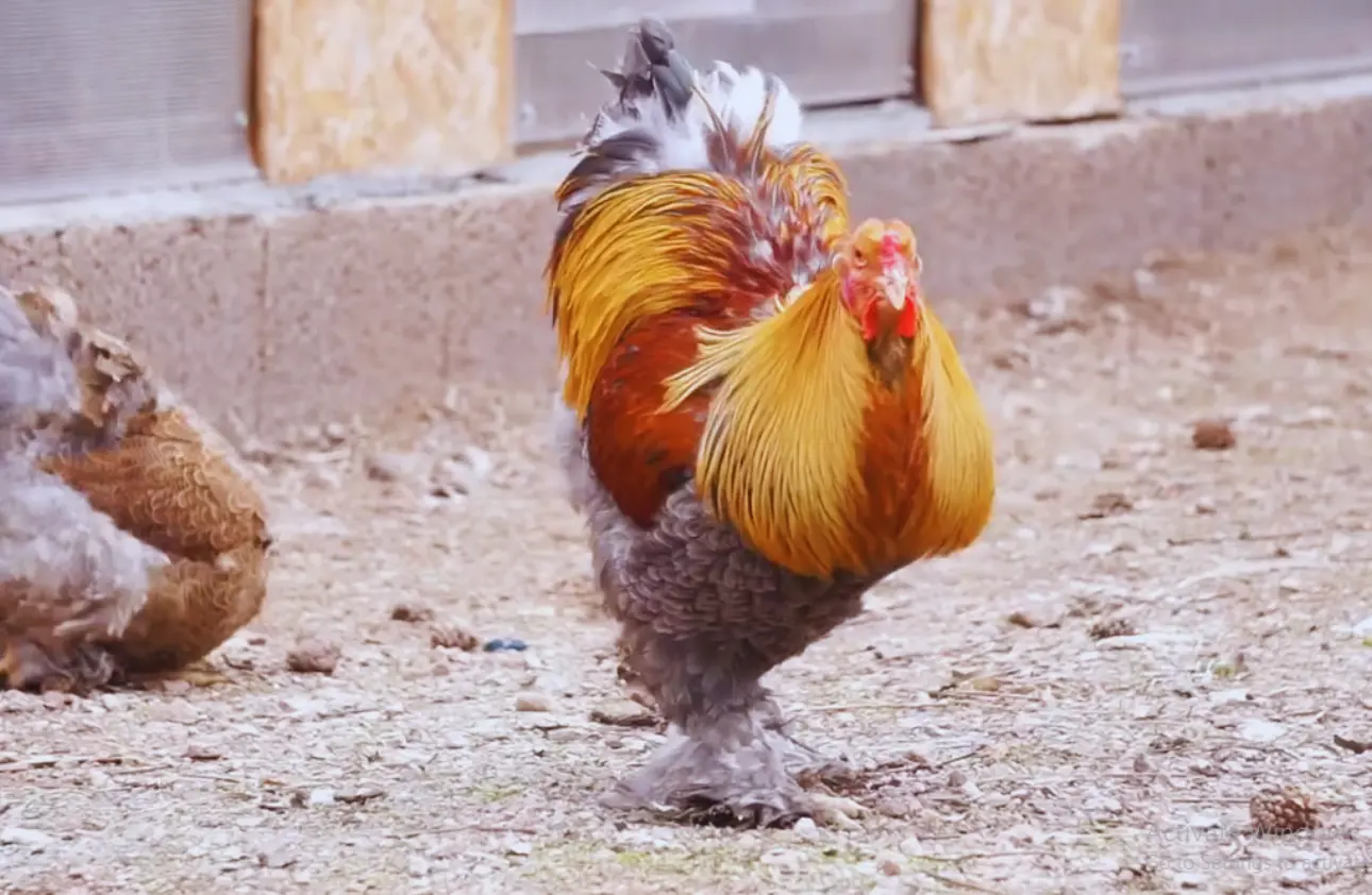 Blue Partridge Brahma Chicken Rooster