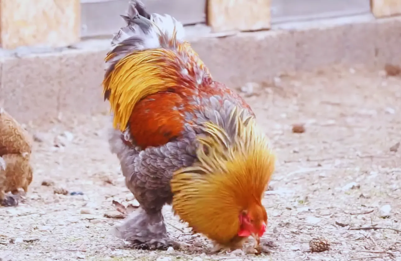 Blue Partridge Brahma