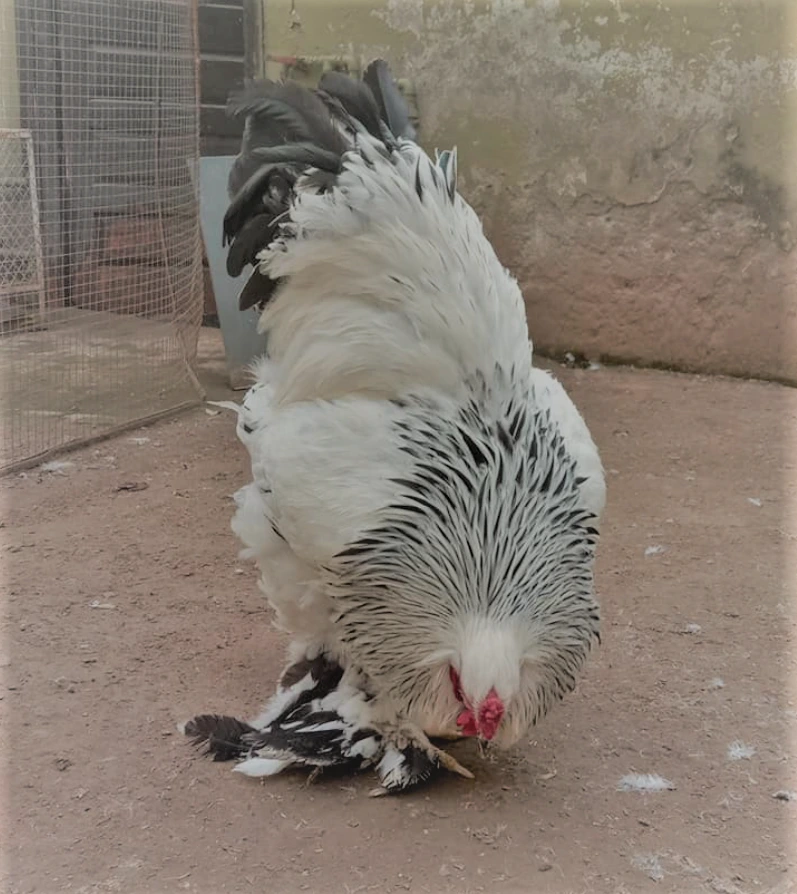 Brahma Chickens: A Breed Fit For A King