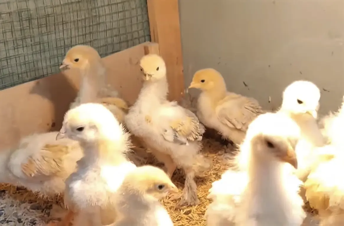 Buff Brahma Chicks