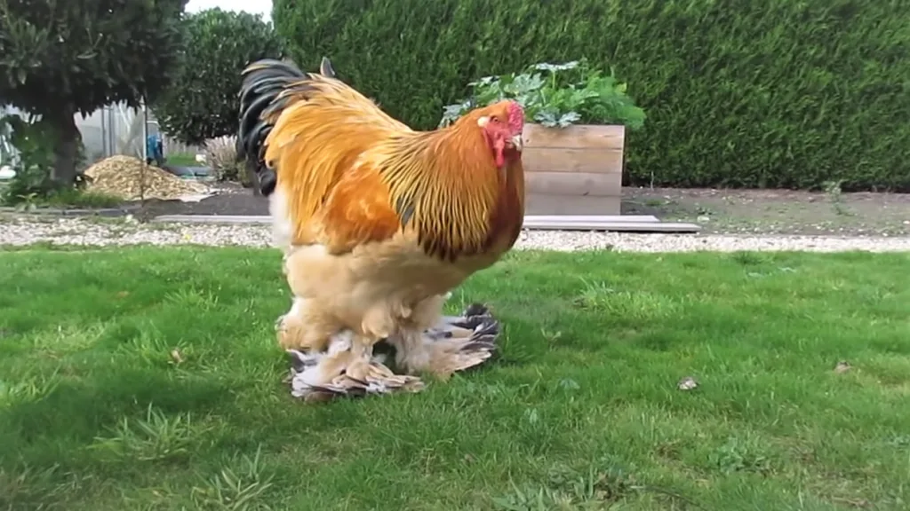 Buff Brahma Rooster