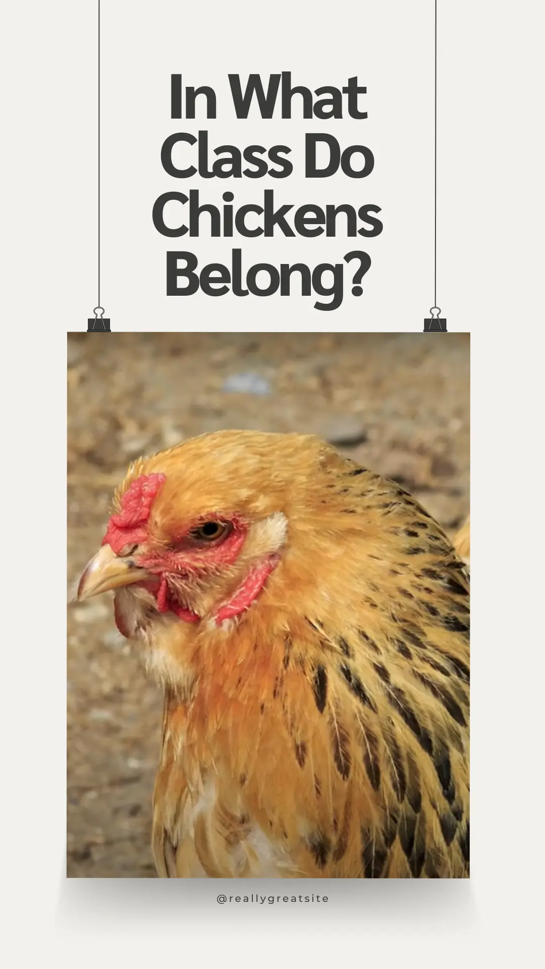 Are Chickens Mammals? 4 In What Class Do Chickens Belong