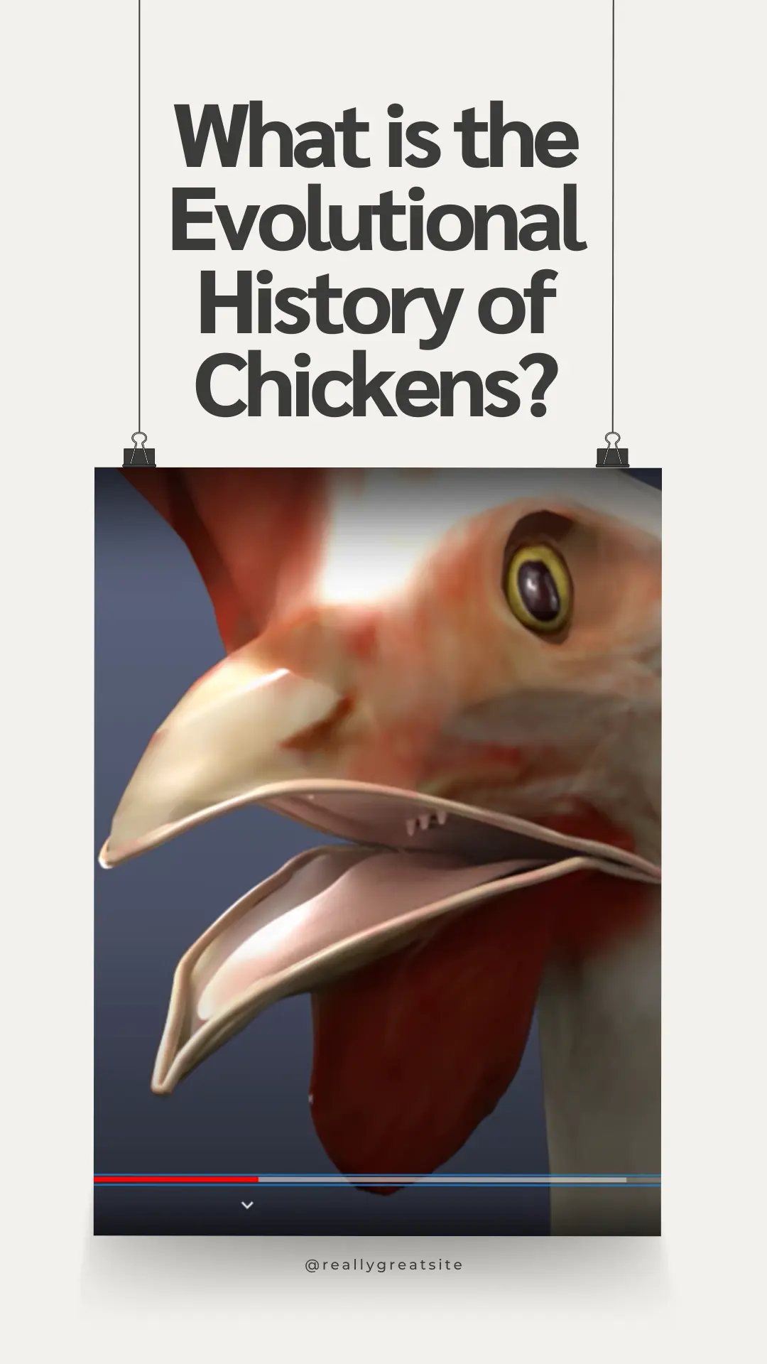 Are Chickens Mammals? 8 Is a Chicken a Bird or a Poultry