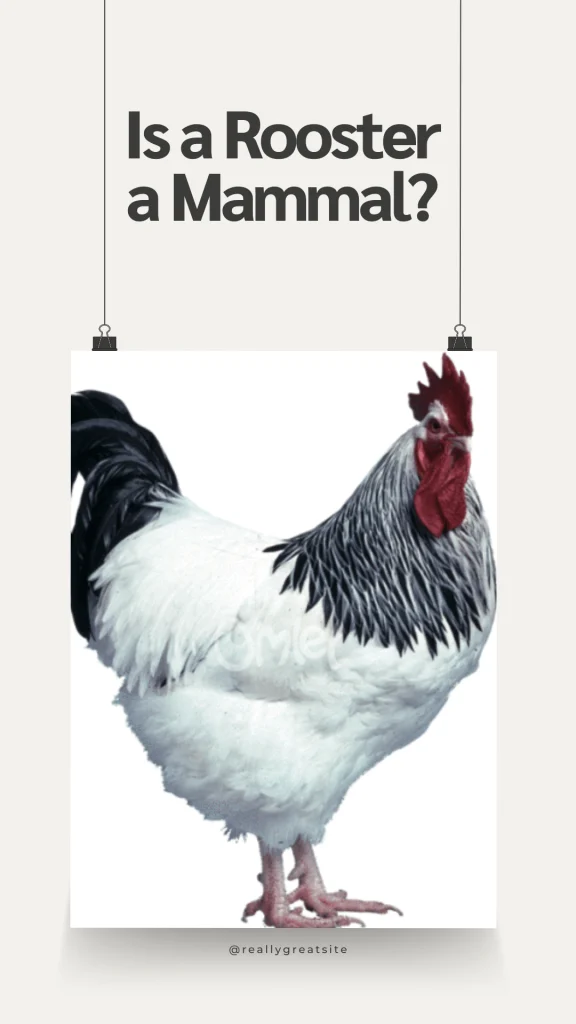 Are Chickens Mammals? 10 Is a Rooster a Mammal 2