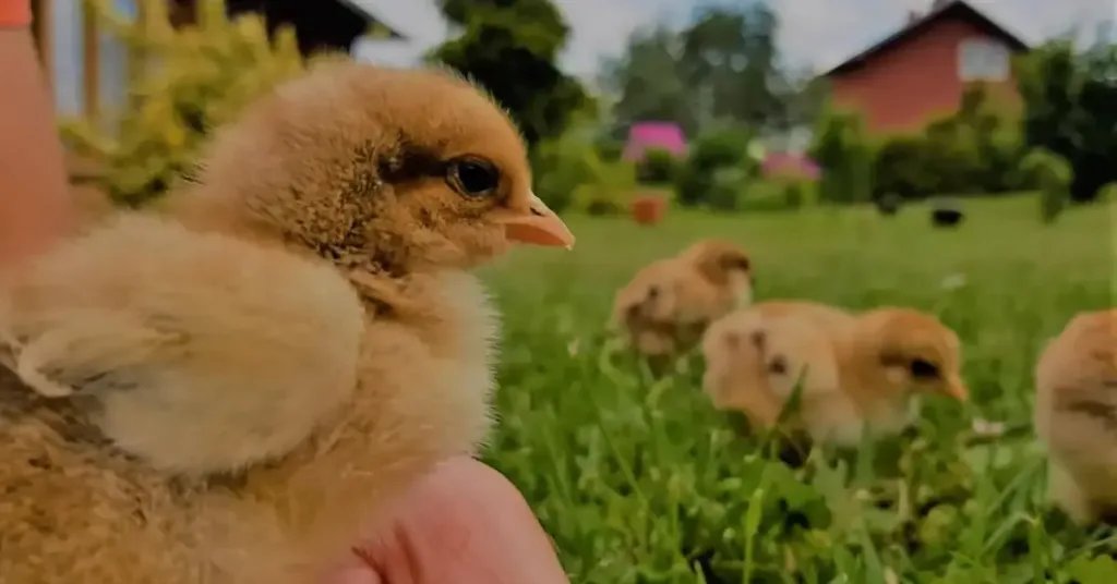 Partridge Brahma Chick