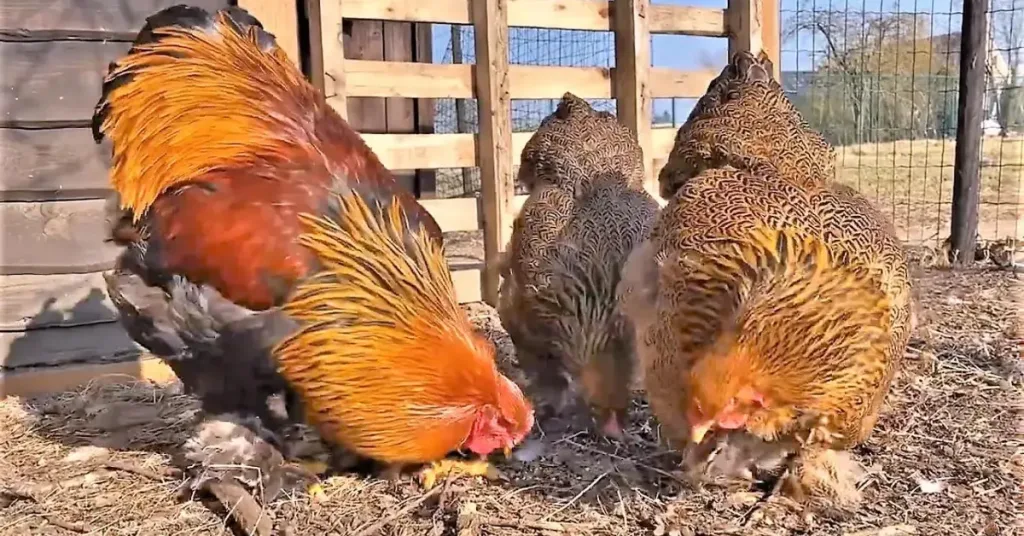 Brahma hens and roos - Partridge, Light, and other colors - Central FL