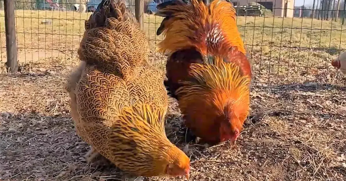 Partridge Brahma Pair