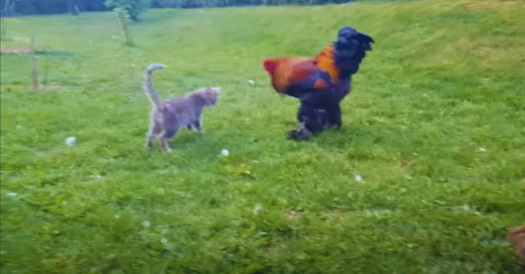 Partridge Brahma Rooster 1