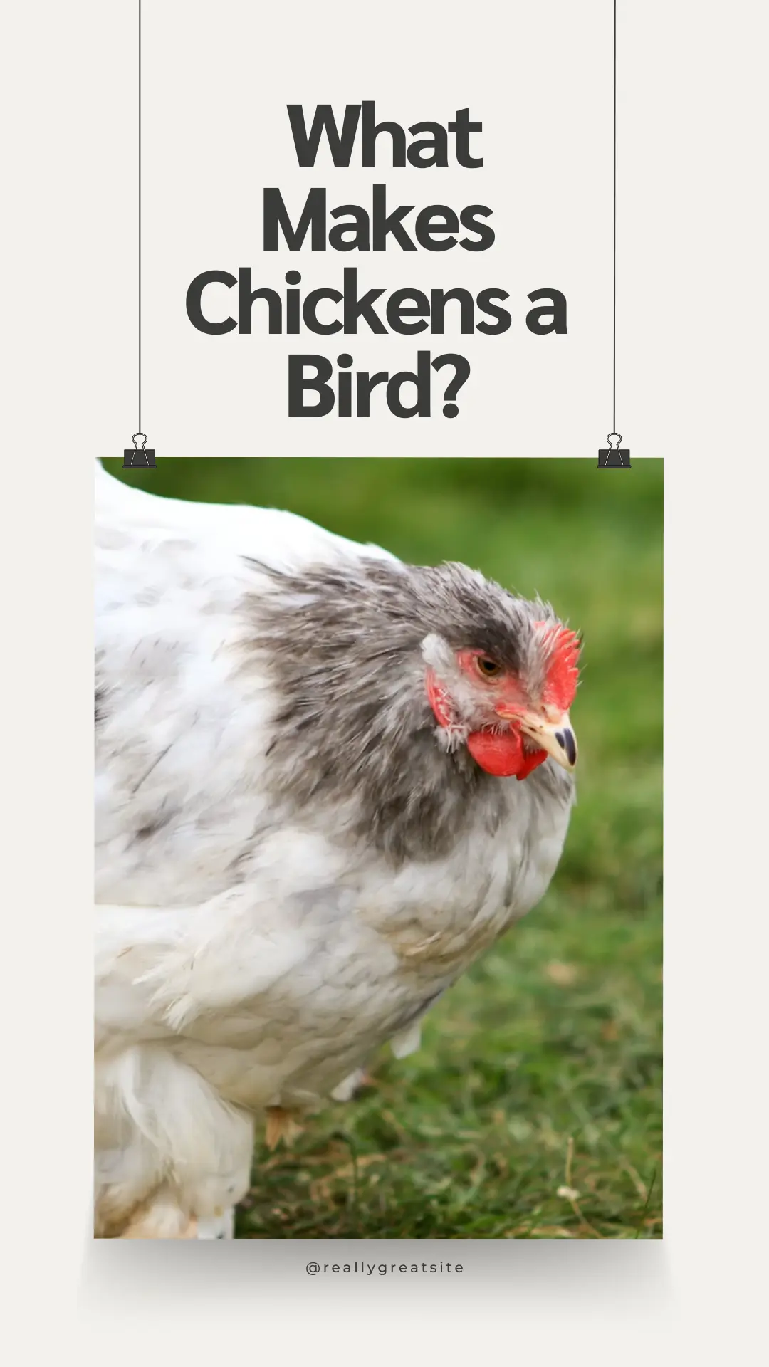 Are Chickens Mammals? 3 What Makes Chickens a Bird 1