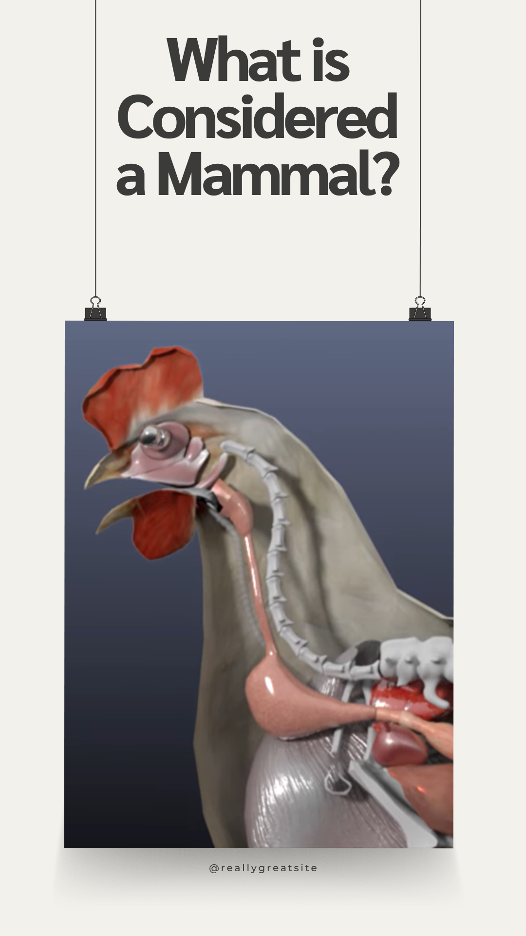 Are Chickens Mammals? 7 What is Considered a Mammal 1