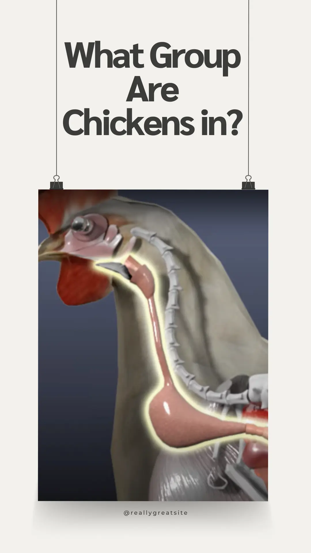 Are Chickens Mammals? 9 What is the Evolutional History of Chickens