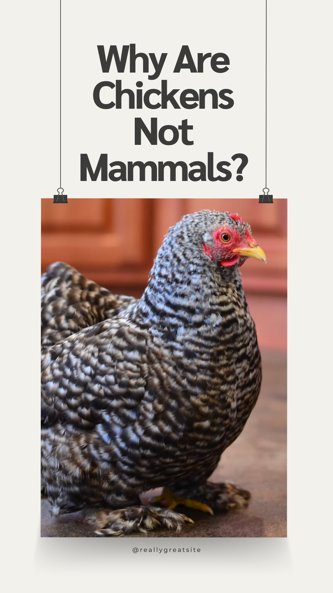 Are Chickens Mammals? 2 Why Are Chickens Not Mammals