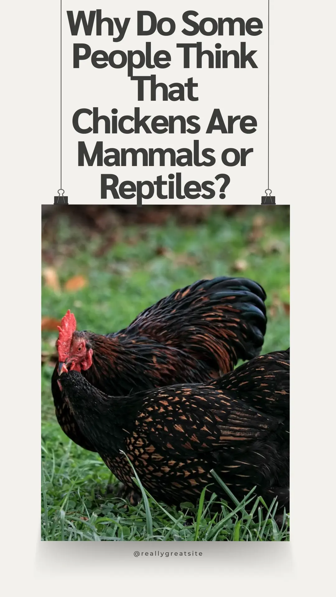 Are Chickens Mammals? 5 Why Do Some People Think That Chickens Are Mammals or Reptiles