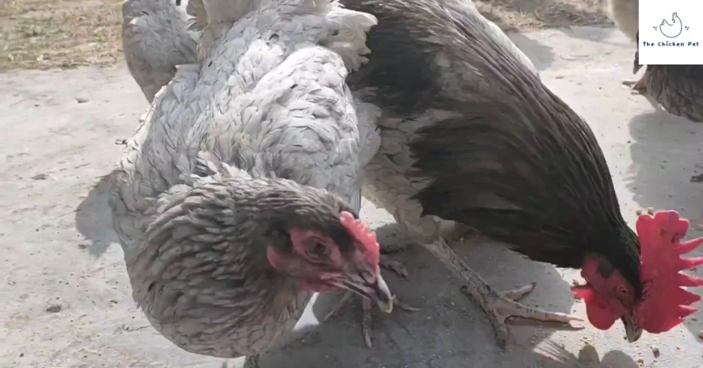 Blue Australorp Chicken | Best breed for your backyard poultry. 3 Blue Australorp Roaster