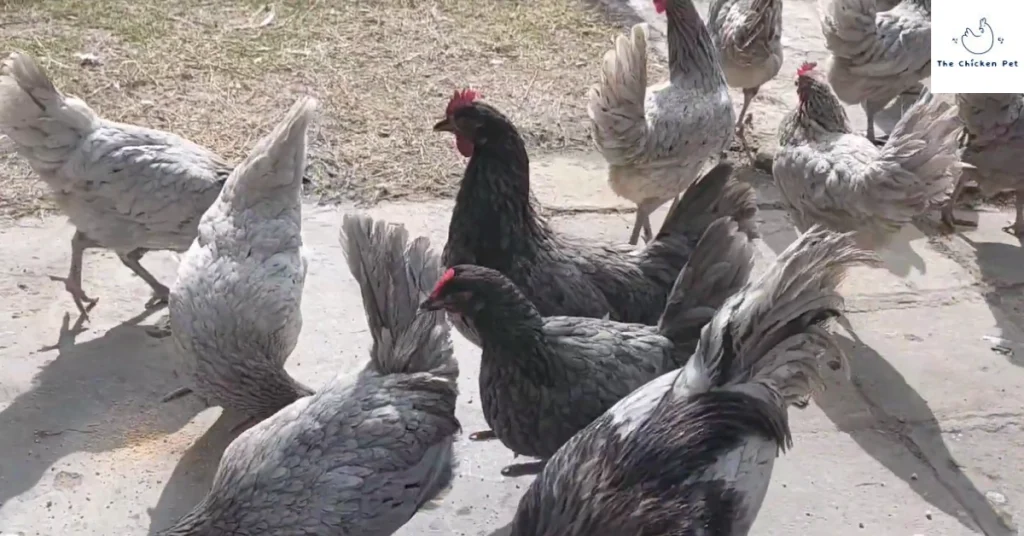 Blue Australorp Chicken | Best breed for your backyard poultry. 2 Blue Australorp hen