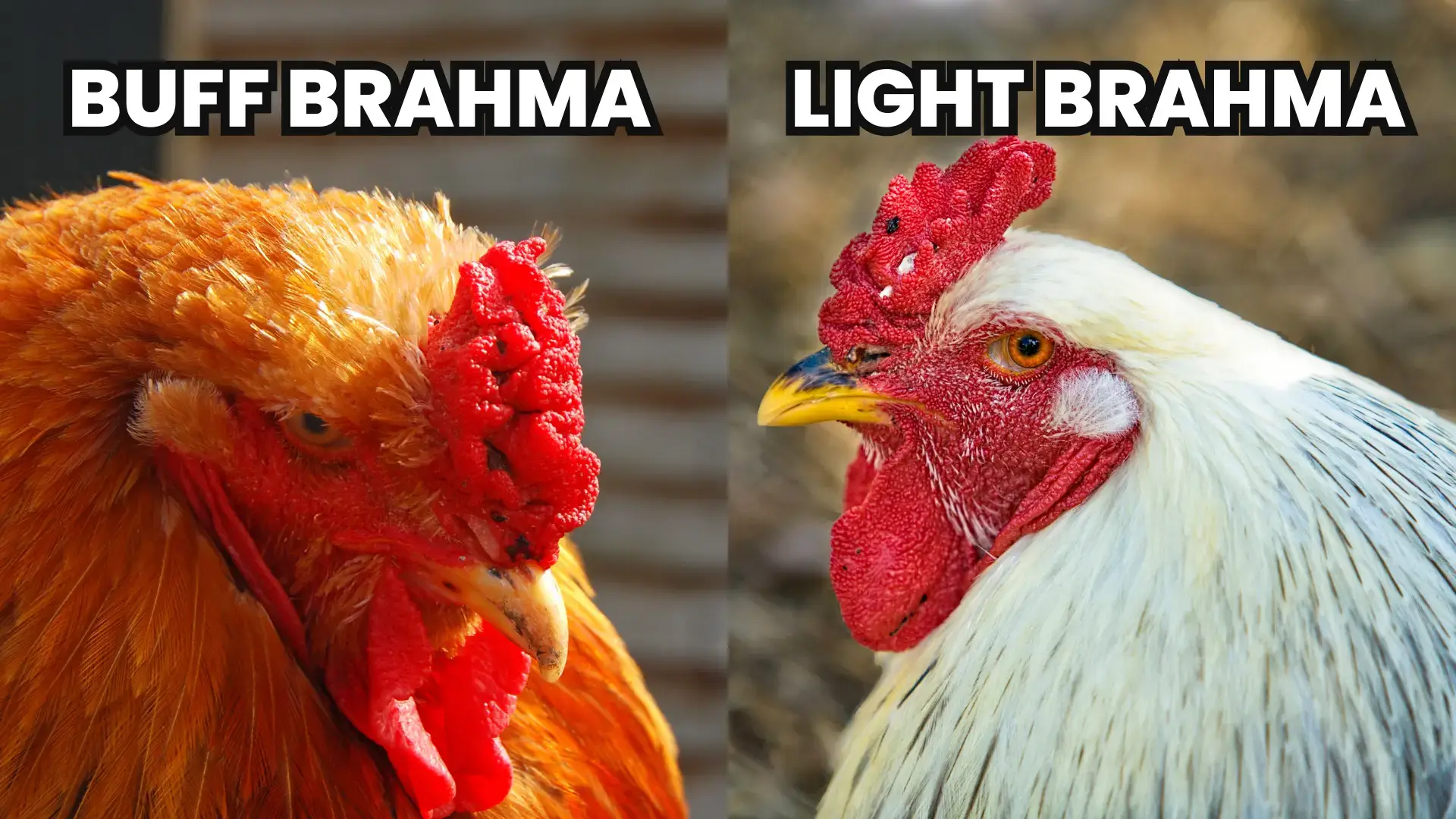 buff brahma vs light brahma