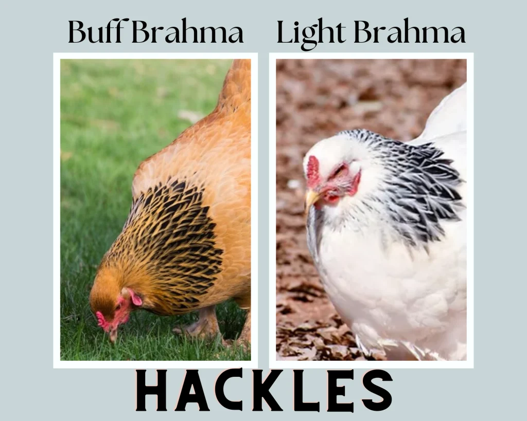 buff brahma vs light brahma