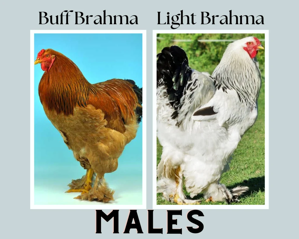 buff brahma chicken vs light