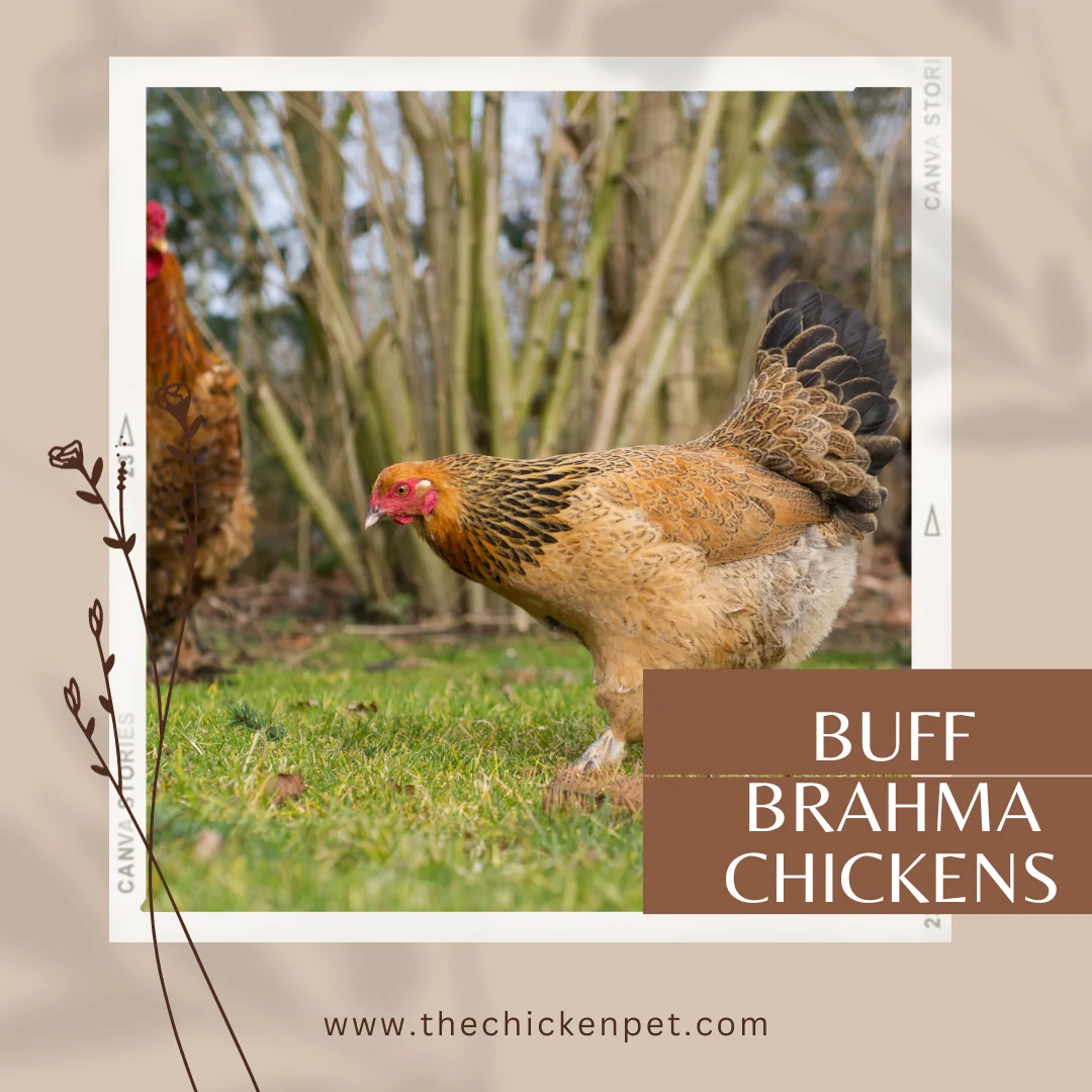 buff brahma chickens
