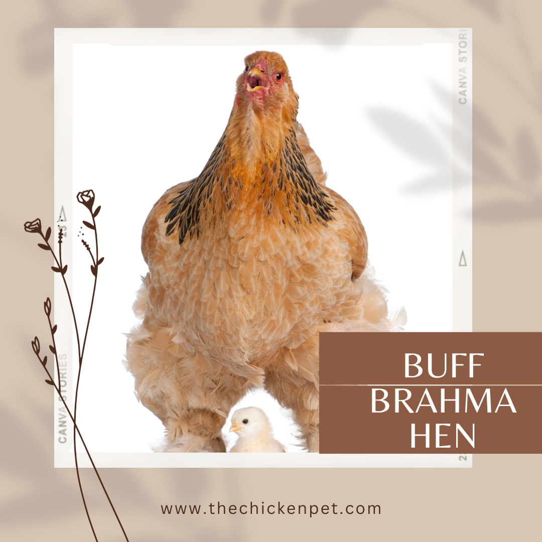 buff brahma hen