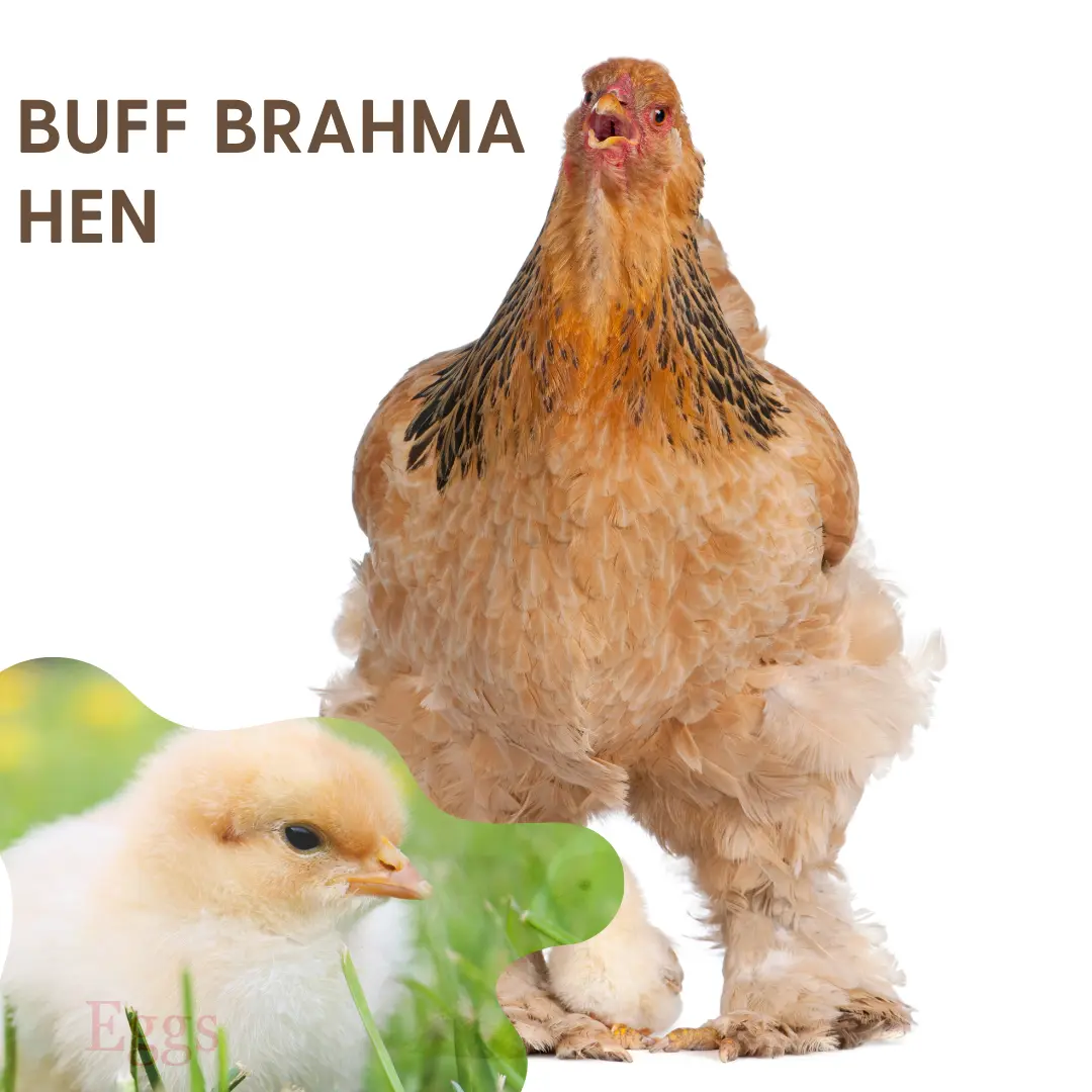 buff brahma hen