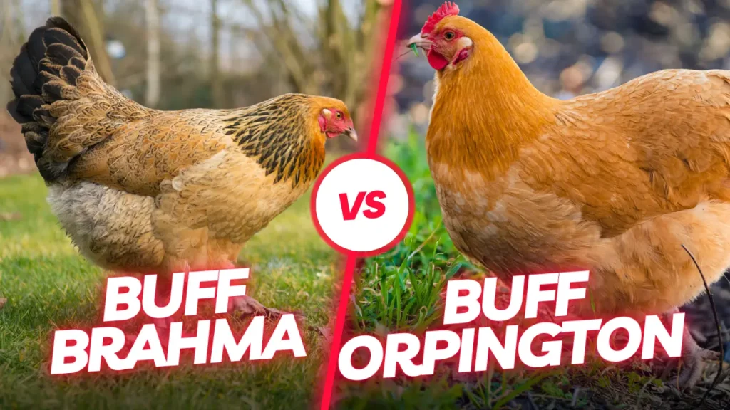 buff brahma vs buff orpington