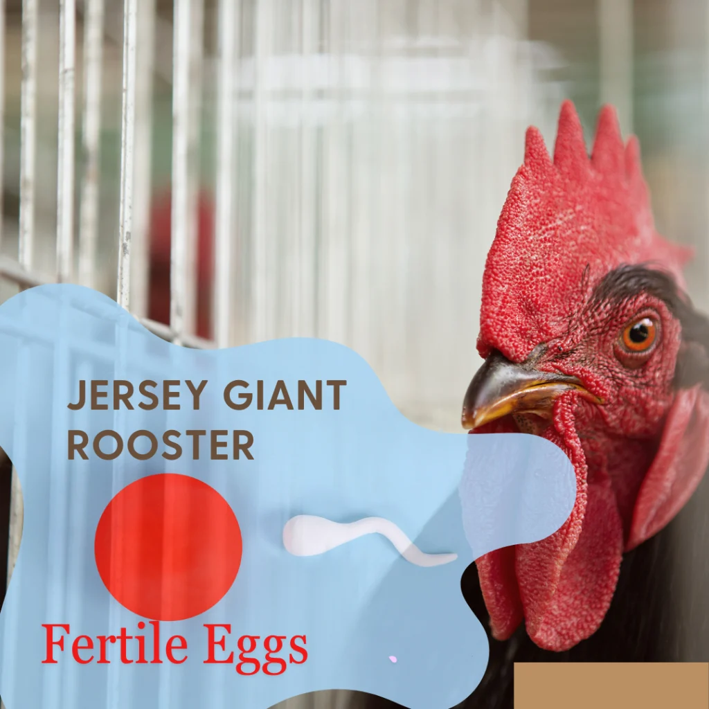 jersey giant rooster