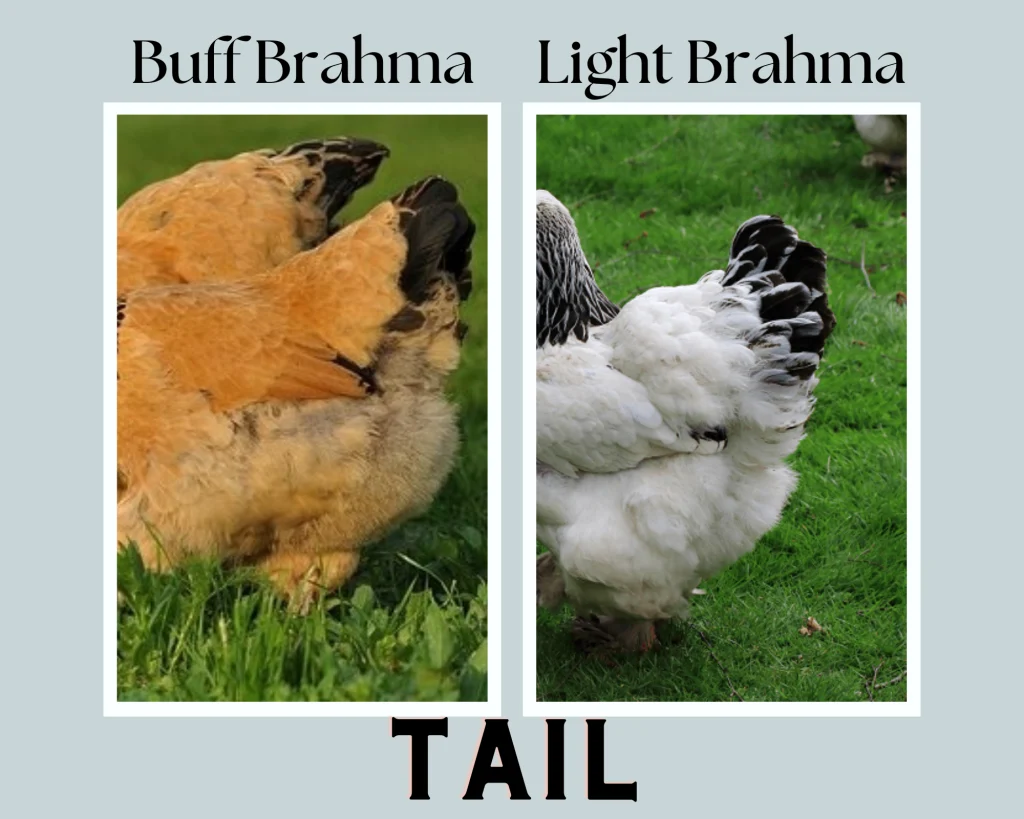 light brahma chicken vs light