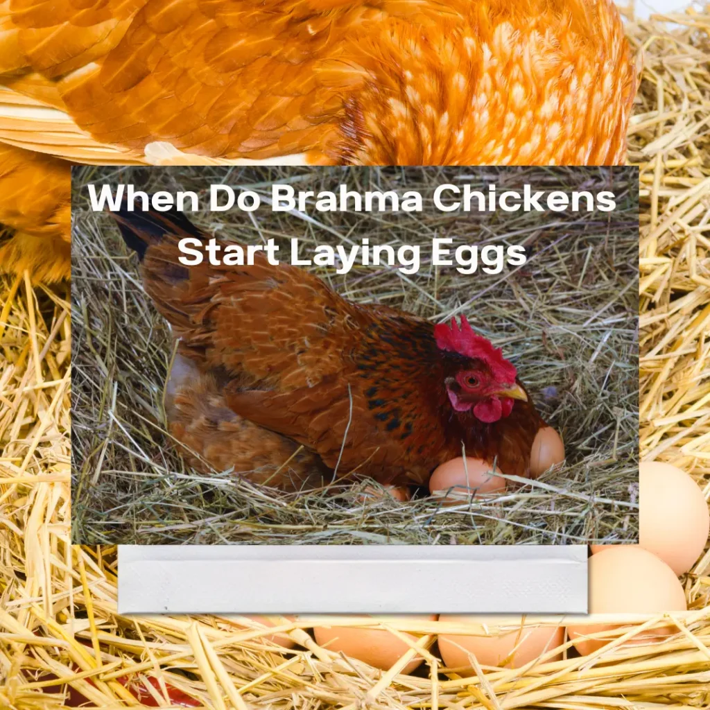 When Do Brahma Chickens Start Laying Eggs