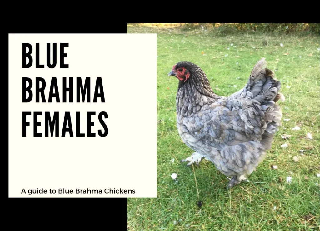 blue brahma females