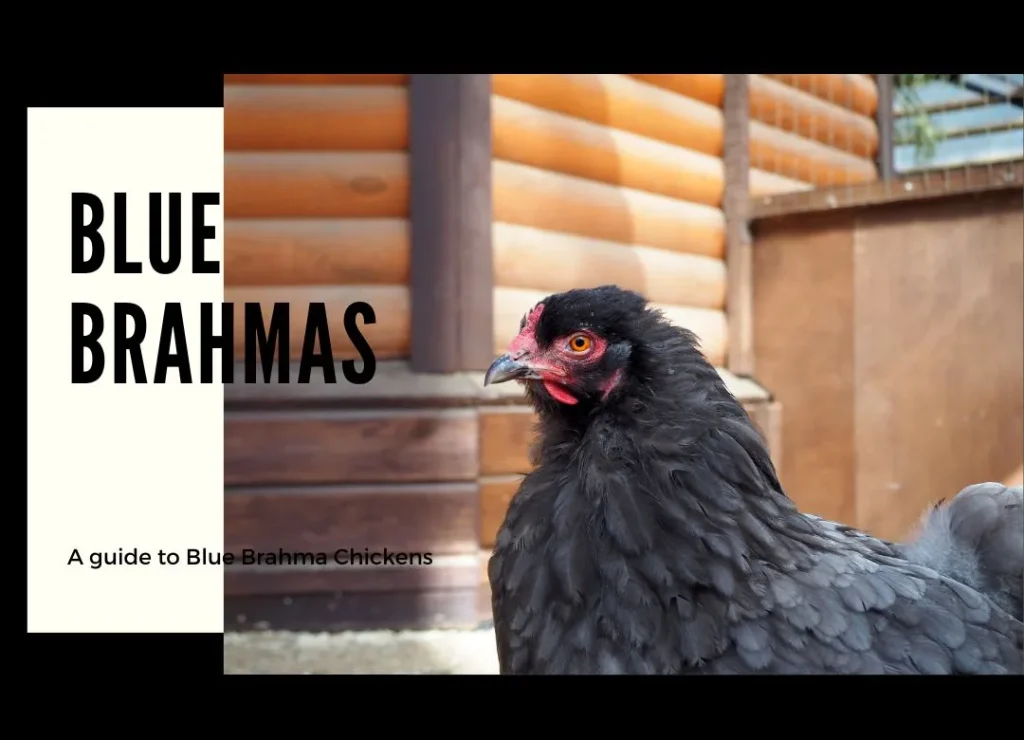 blue brahma hen