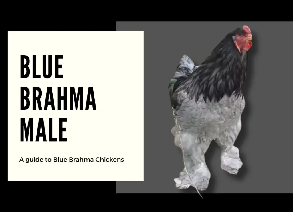 blue brahma male