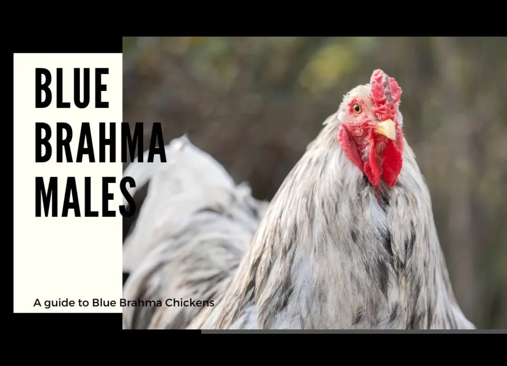 blue brahma males