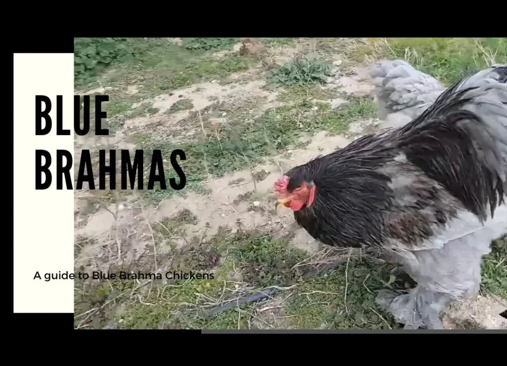 blue brahmas