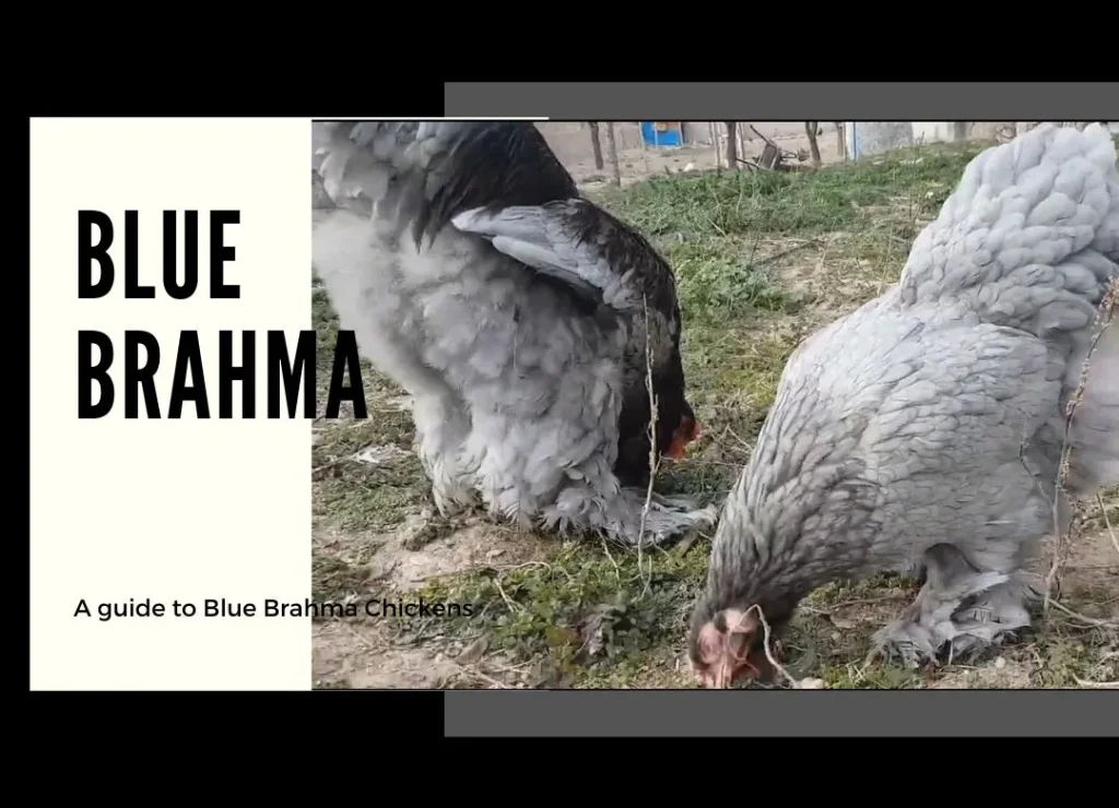 blue brahma pair