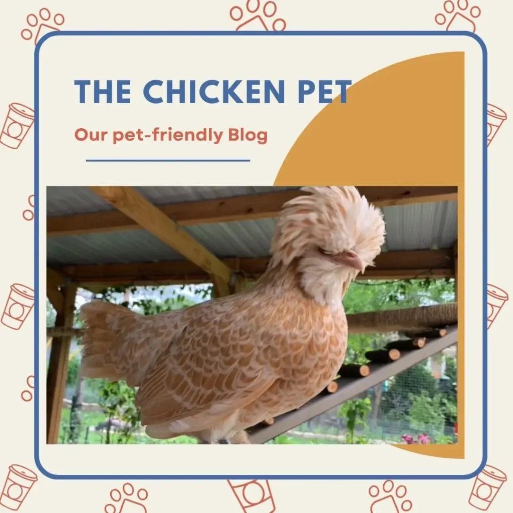 Buff Laced Polish Chicken