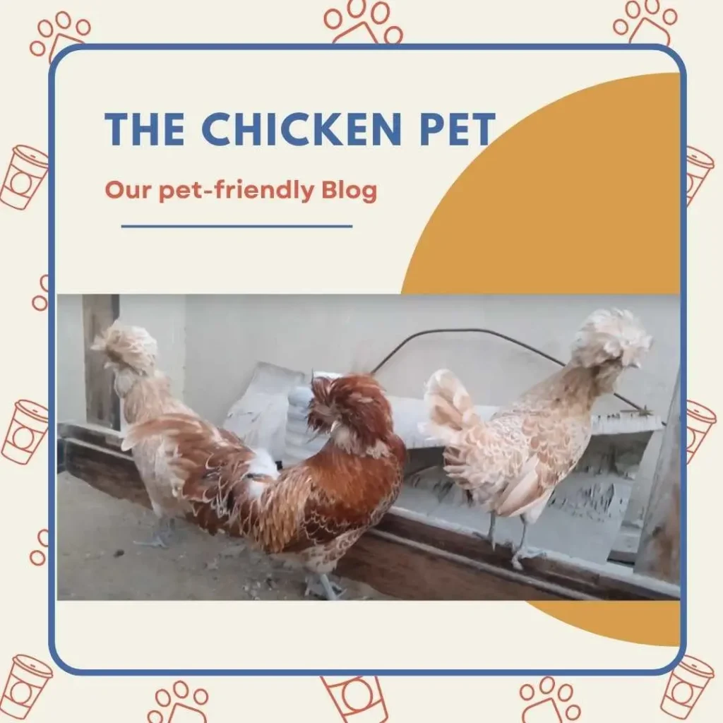 Buff Laced Polish Chickens | Complete Guide 4 Buff Laced Polish pair
