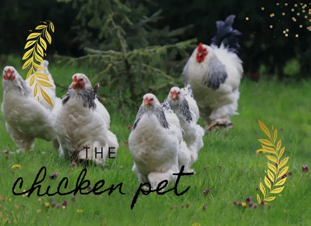 White Brahma Chicken Breed 4 White Brahmas