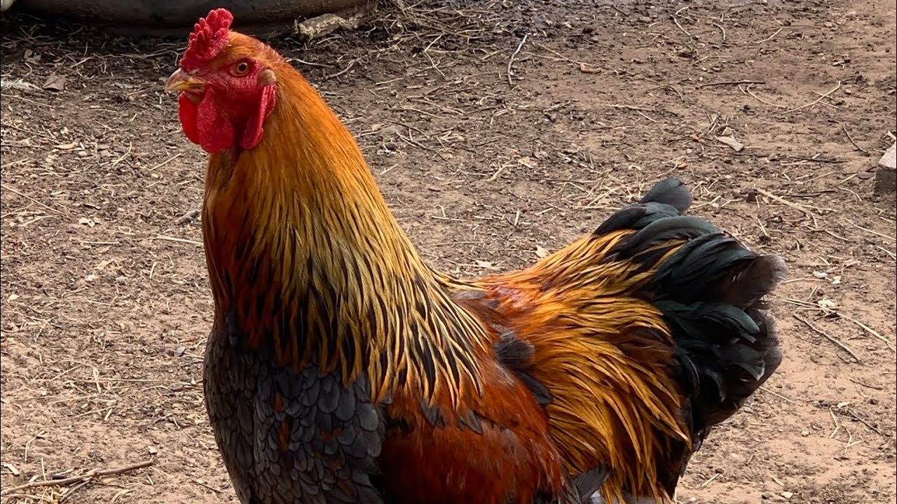 brahma chickens blue partridge 2
