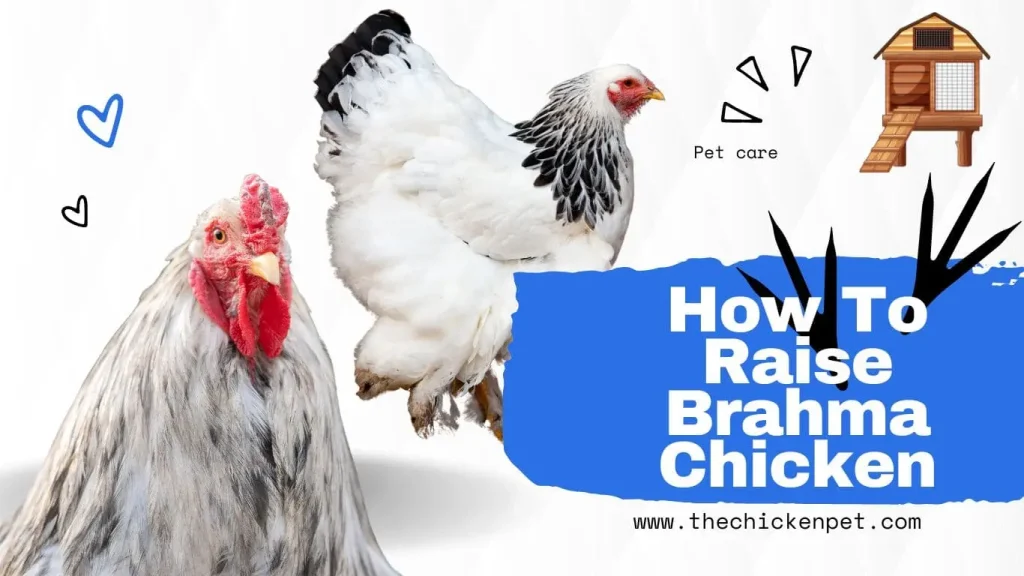 How to Raise Brahma Chickens