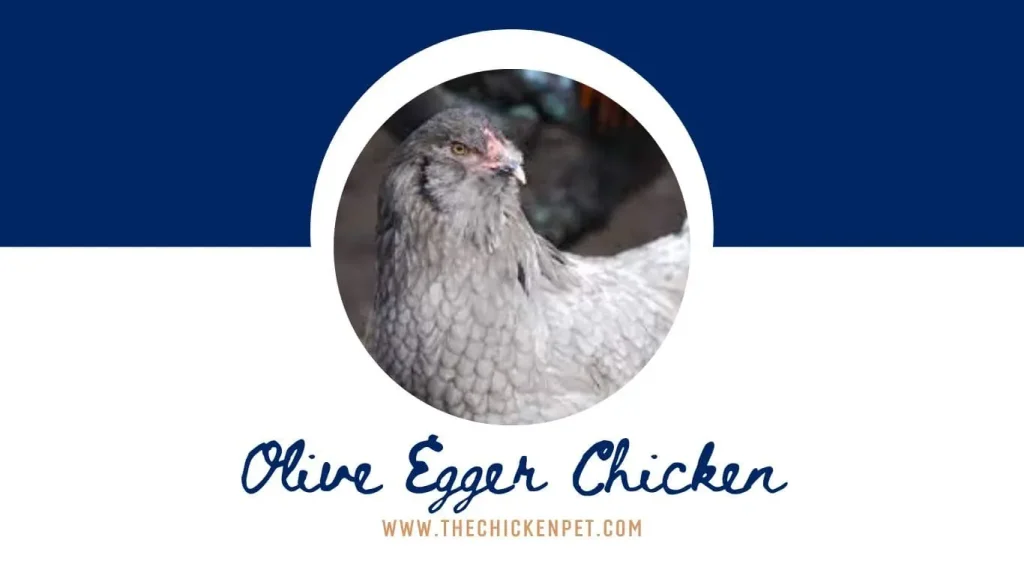 Olive Egger Chicken