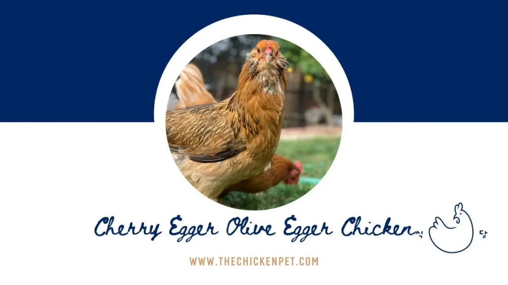 cheery egger olive egger chicken