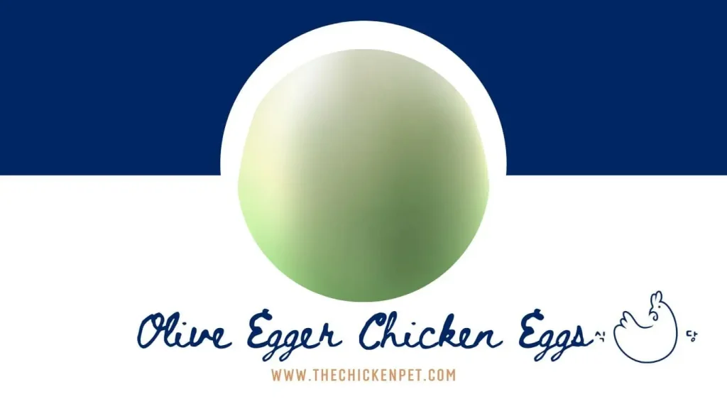 olive egger chicken eggs