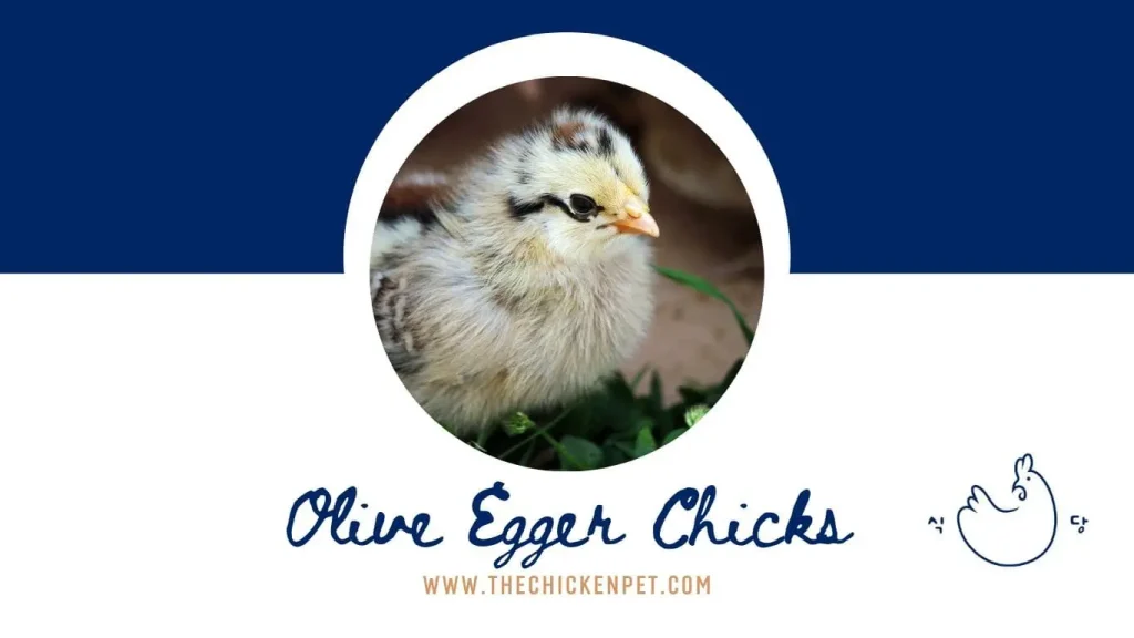 olive egger chicks
