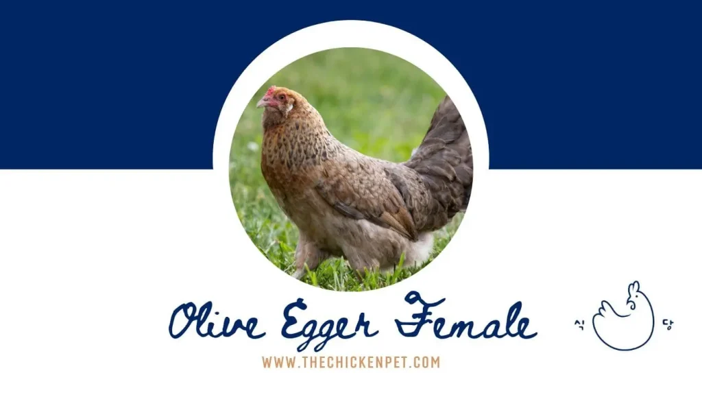 olive egger female